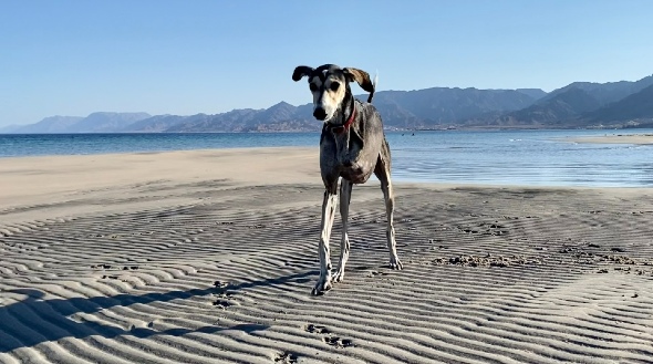 'Chance friendships' by Lana Mawlood. A friendly dog - with only three legs - approaches on a sandy beach