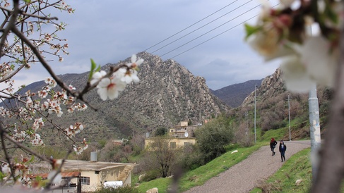Mountains and flowers