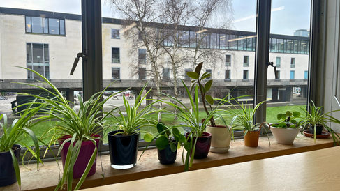 A window sill of plants in the MMLL Library foyer, looking out on the Raised Faculty Building grass.