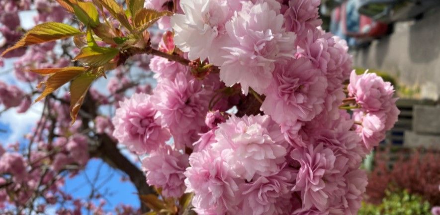 Blossom by April McIntyre