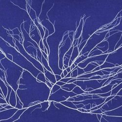 chordaria_flagelliformis by Anna Atkins