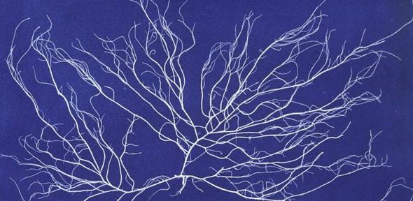 Chordaria flagelliformis’, Photographs of British Algae: Cyanotype Impressions. Part IV, version 2 by Anna Atkins, New York Public Library, Spencer collection. Chordaria_flagelliformis by Anna Atkins