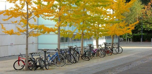 Row of bicycles parked up on Sidgwick Site with yellow-green gingko trees above. Credit: Sir Cam Row of bicycles parked up on Sidgwick Site with yellow-green gingko trees above. Credit: Sir Cam