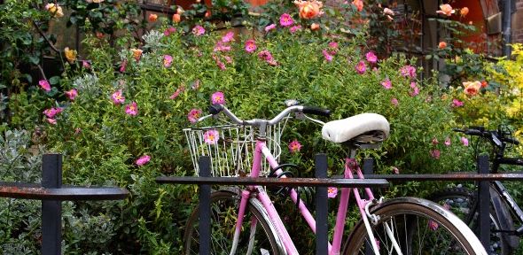 Parked bike by flowers